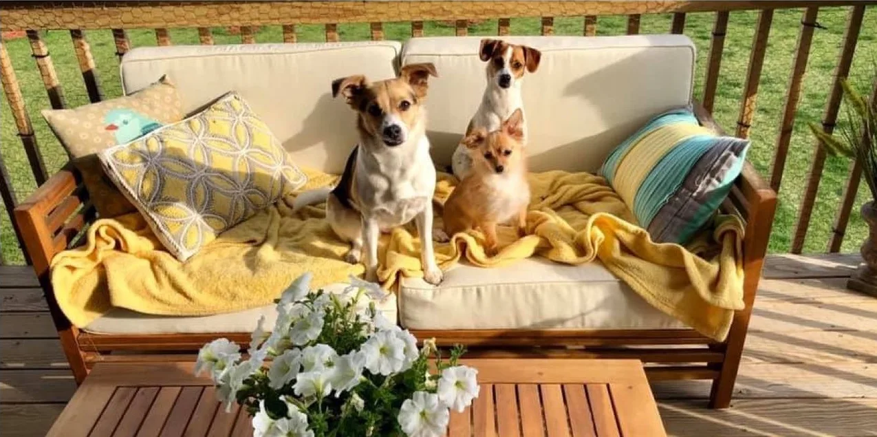 Their three rescue dogs on a porch sofa